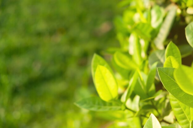 Green leaves are the background.