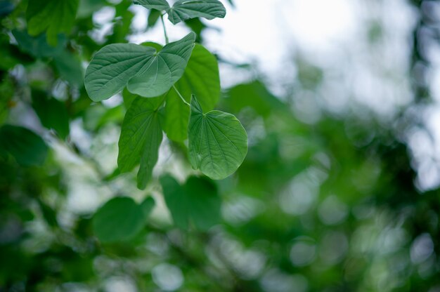 Green leaves are in the green area in the rainy season. 