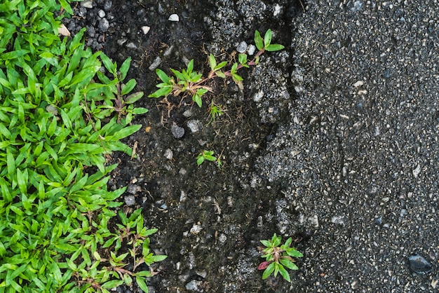 Green leaves arranged on the floor