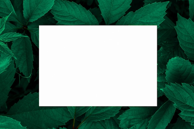 Фото Зеленые листья в качестве фона и белый лист бумаги для этикетки.