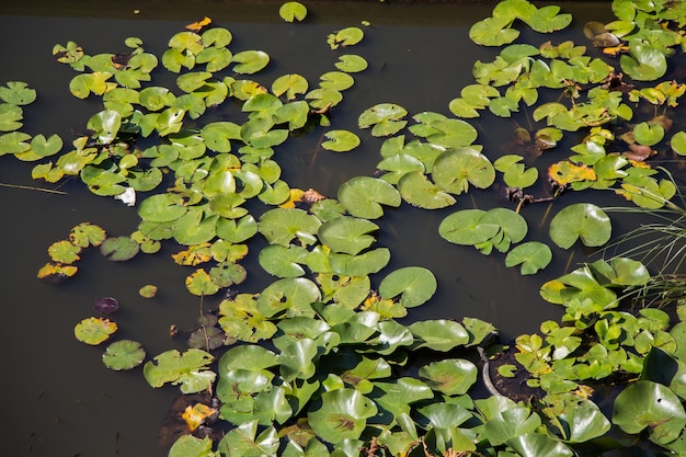 Photo green leaves as a nature background texture