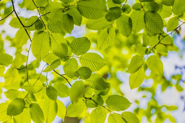 Green leaves background. Beautiful nature of green leaf in garden at summer. Natural green leaves