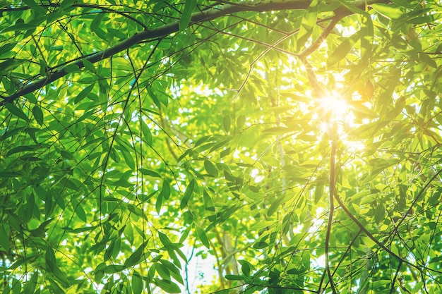 녹색 나뭇잎 배경과 밝은 태양