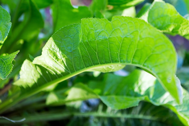 Green Leaves Background. Closeup nature view of green leaf on blurred. Horseradish (Armoracia rusticana) leaves.