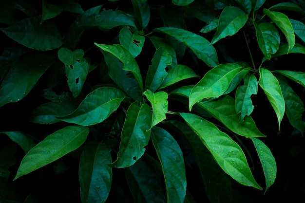 어두운 빛 에코 컨셉 이미지 또는 다과 개념 배경에서 녹색 잎 배경