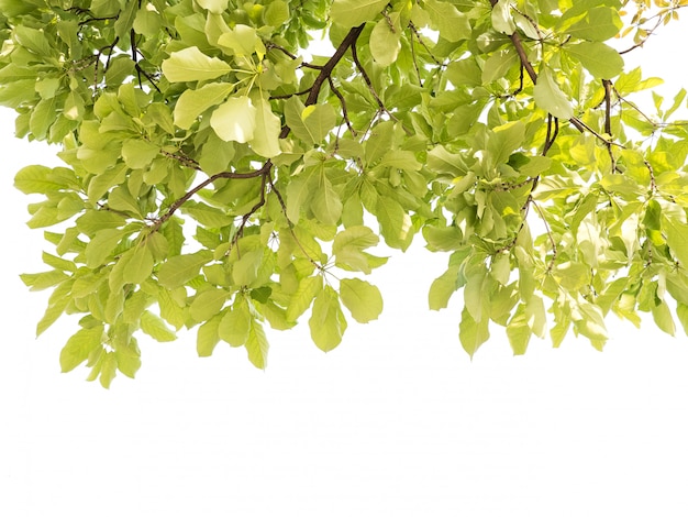 Green leaves background in a daylight