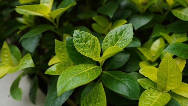 Green leaves background design. Flat lay. Top view of leaf