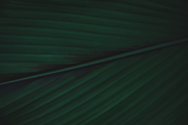 緑の葉の背景。平らに置きます。自然ダークグリーントーンの背景色