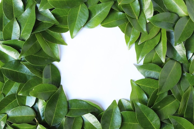 Green leaves background frame template with isolated circle hole in middle photo