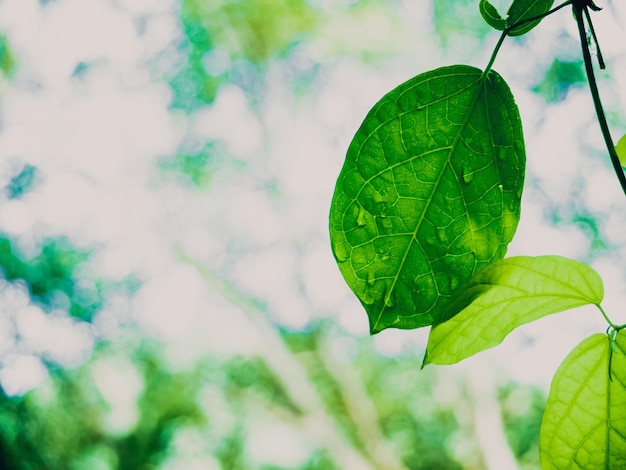 Green leaves background fresh condition