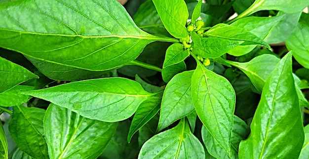 Green leaves background green grass texture green branch green flowers macro leaf