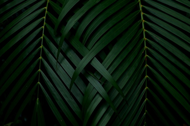 Green leaves background. Green leaves color tone dark  in the morning. 