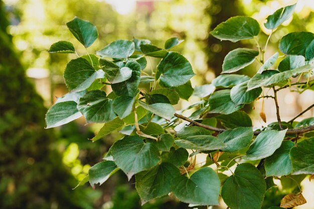 Green leaves for background leaf texture background