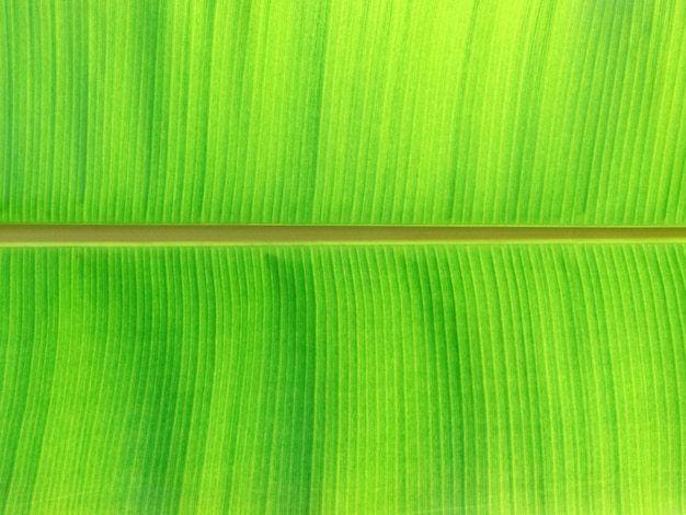 Green leaves background Leaf texture