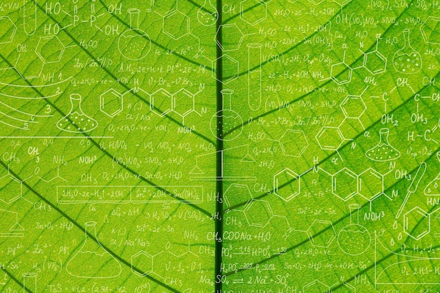 Green leaves background Leaf textureHand drawn science formulas on chalkboard for background