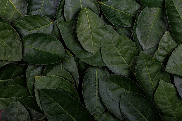 Green leaves background natural green leaves plants