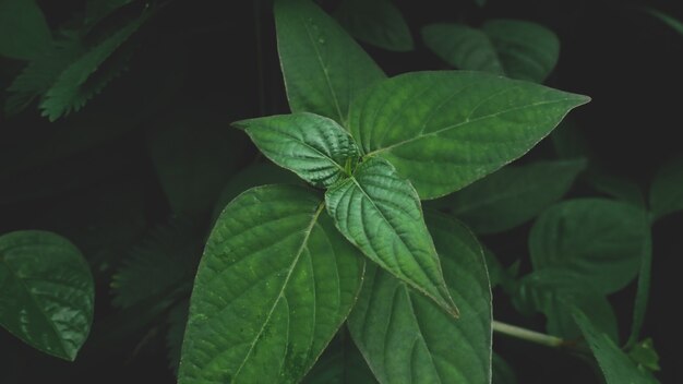 Green leaves Background nature In dark tone