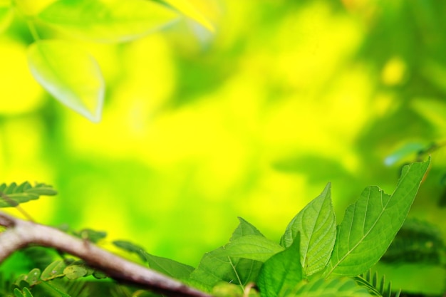 텍스트 복사 공간이 있는 화창한 날의 녹색 잎 배경
