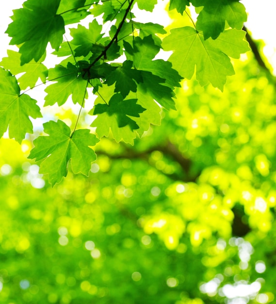 화창한 날에 녹색 잎 배경
