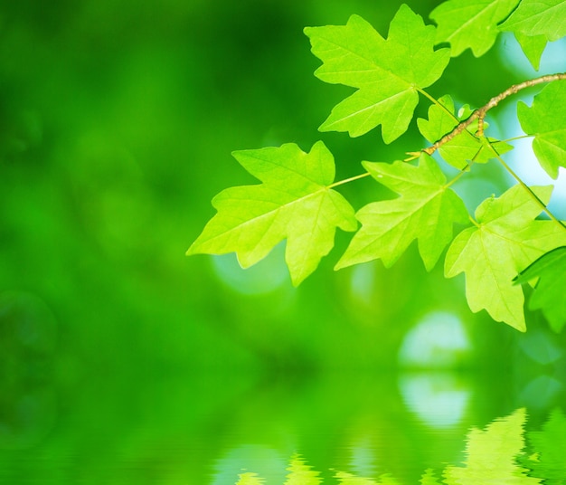 Green leaves background in sunny day