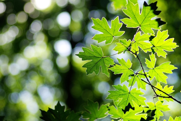 Green leaves background in sunny day