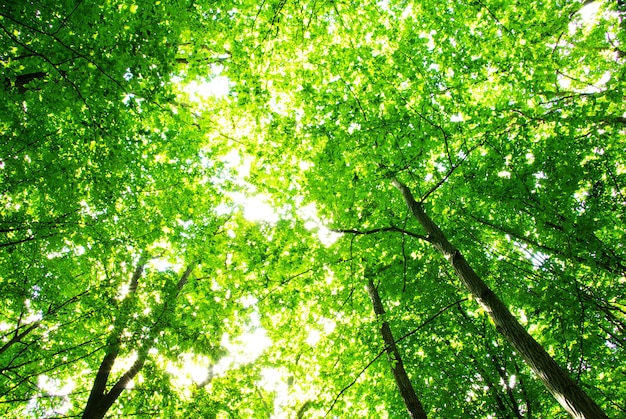 Green leaves background in sunny day