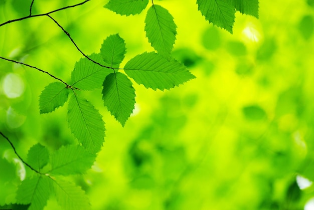 Green leaves background in sunny day