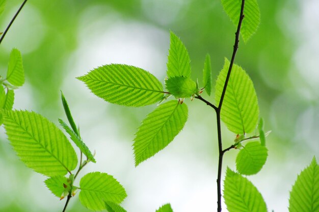 Green leaves background in sunny day