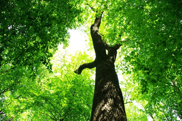 Green leaves background in sunny day