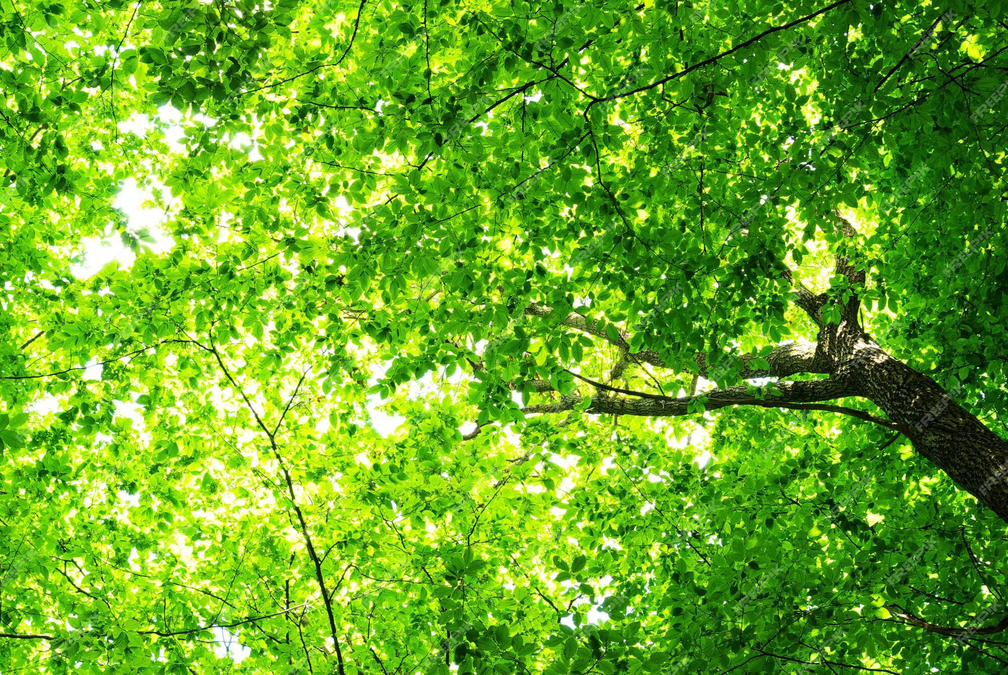 42,000+ Green Tree Background Pictures