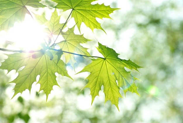 Green leaves background in sunny day