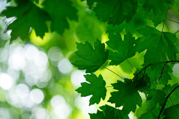 Green leaves background in sunny day