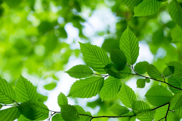 Green leaves background in sunny day