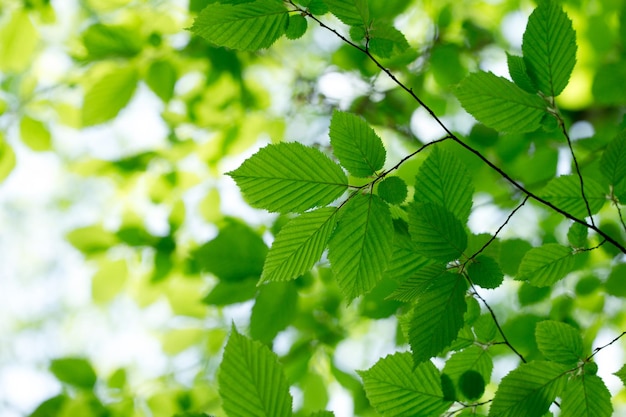 Green leaves background in sunny day