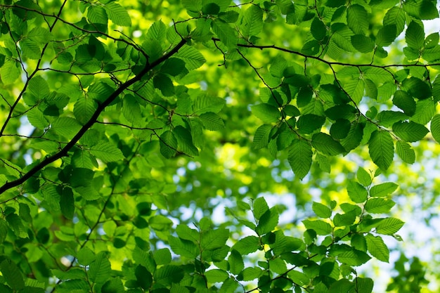 Green leaves background in sunny day