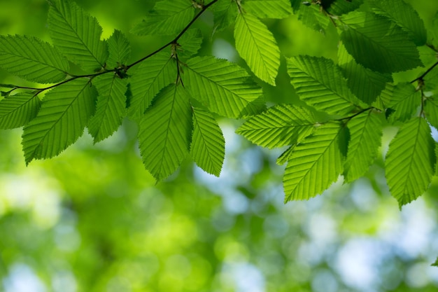 Photo green leaves background in sunny day