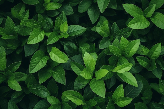 Green leaves background with copyspace