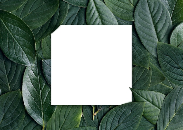 Green leaves background with white paper square