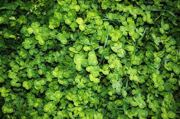 Green leaves, background