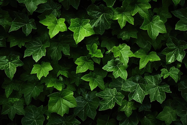 Green leaves background