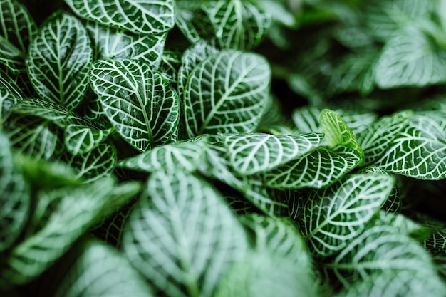 Green leaves background