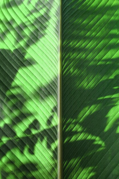 Green leaves background