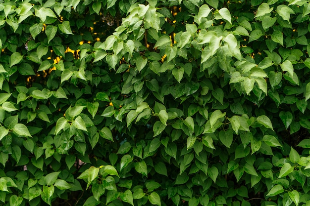 Green leaves background