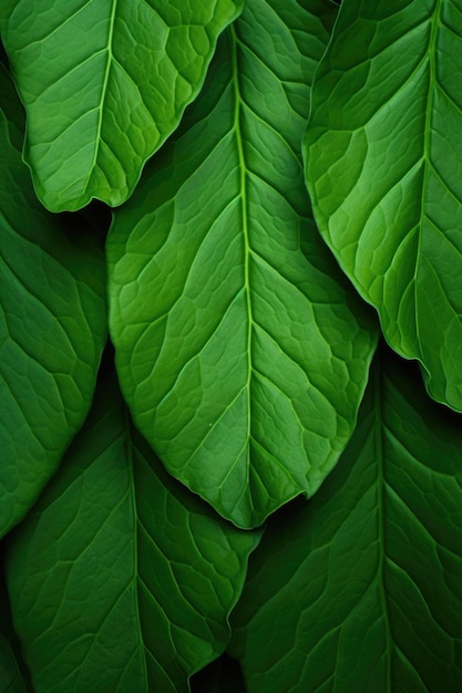Фото Зеленый фон листьев