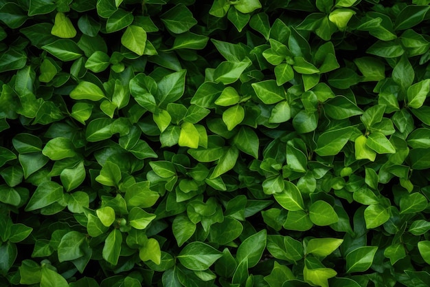 Green leaves background