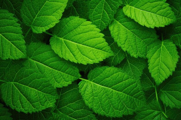 Green leaves background