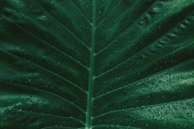 Green leaves background. 