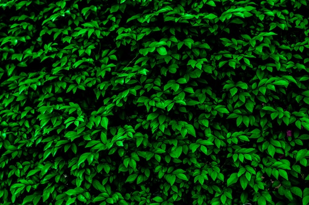 Green leaves background