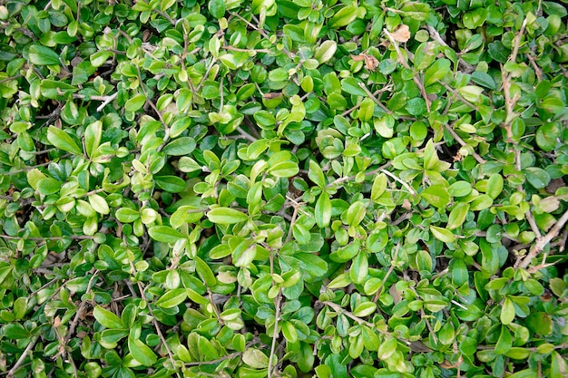 Green Leaves background. 