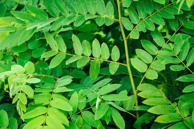 green leaves background